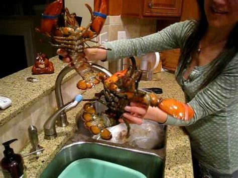 Lobster Porn Videos .